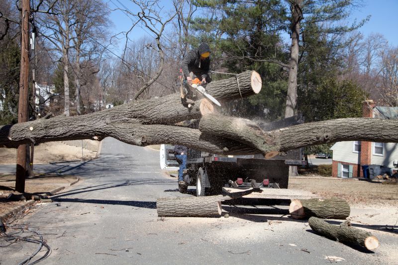Tree Removal Specialists