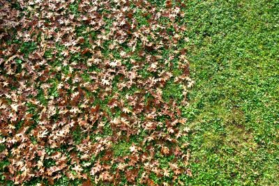Why Fall And Spring Are The Best Times For Lawn Clean Up